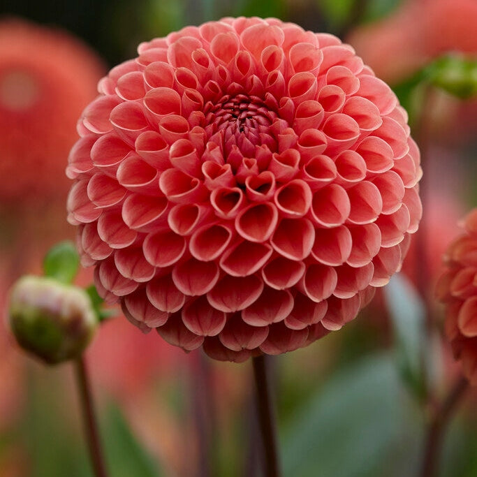 Dahlia Pompon Cornel Brons 1-pakke