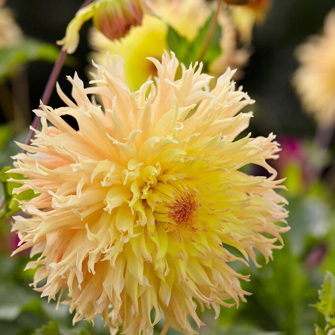 Dahlia Cactus Mingus Joshua 1-pakning