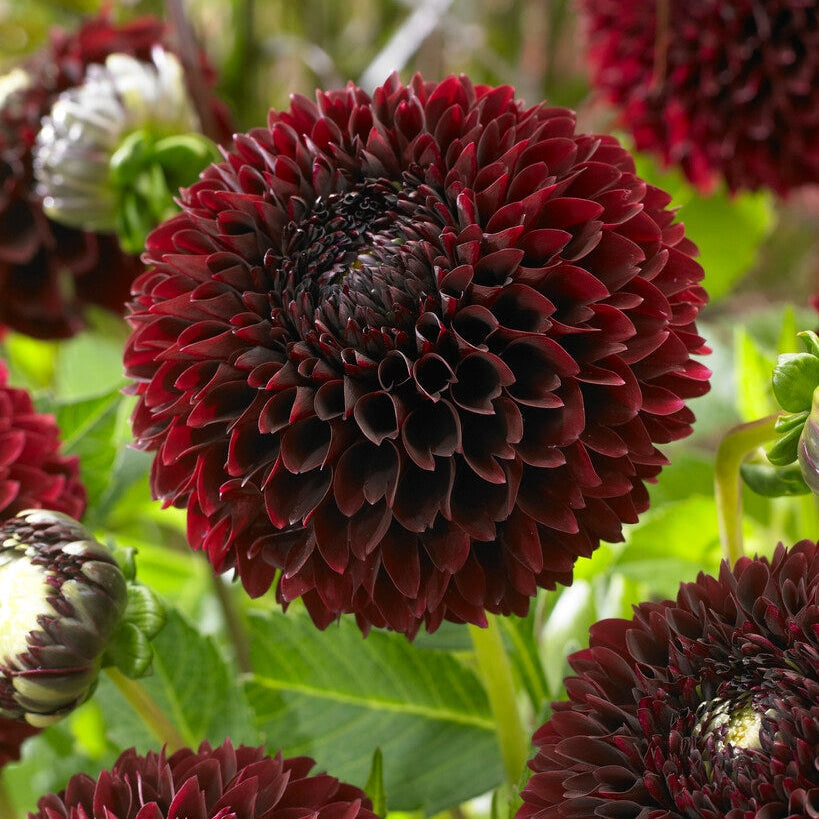 Dahlia Boll Jowey Mirella 1-pakke