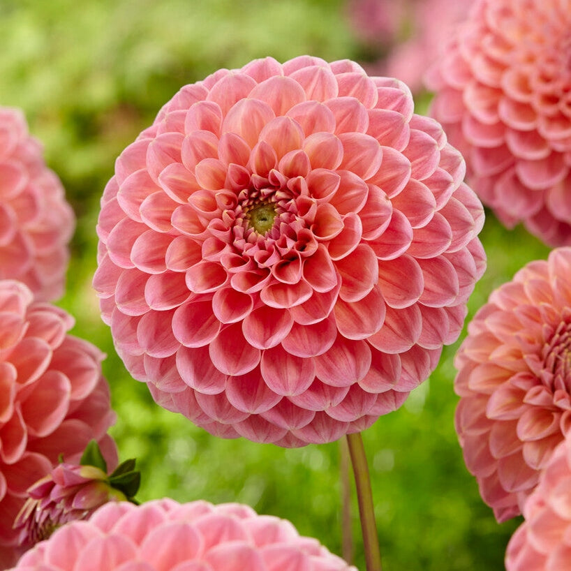 Dahlia Pompon Natalie G 1-pakning