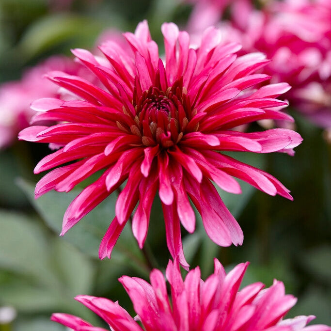 Dahlia Gallerie Art Nouveau 1-pakning
