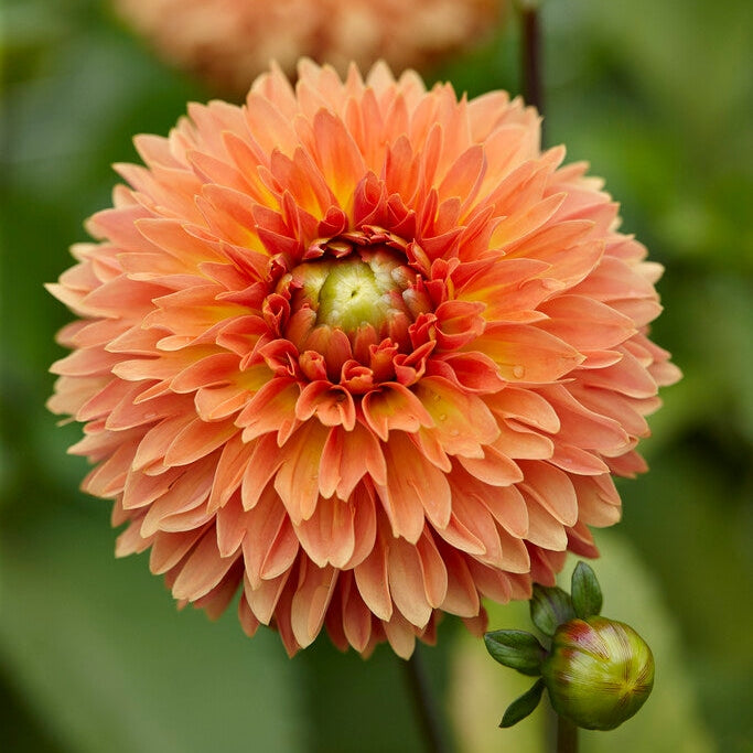 Dahlia Dekorativ Oransje Impact 1-pak