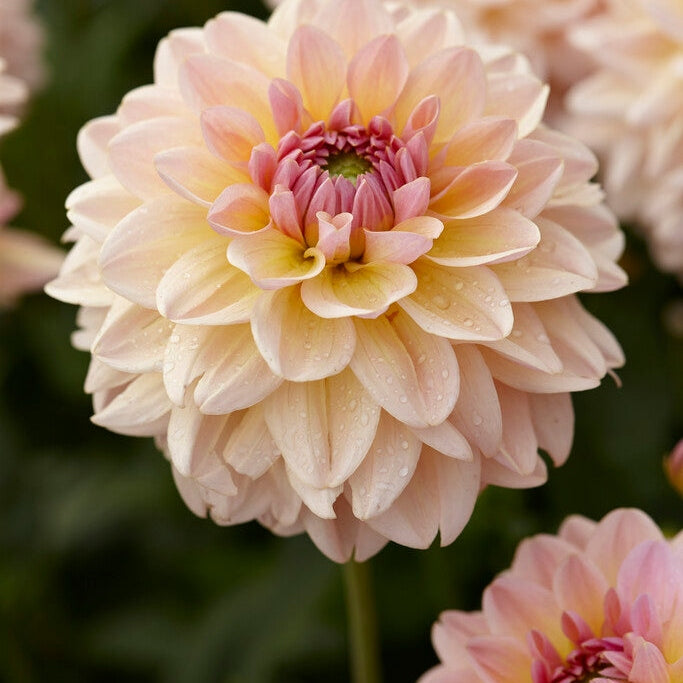 Dahlia Dekorativ Maya 1-pakning