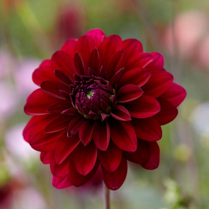 Dahlia Dekorativ Karma Naomi 1-pakning