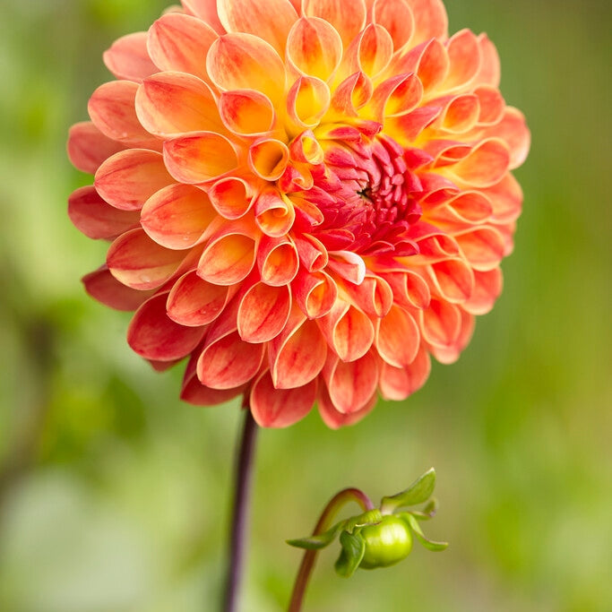 Dahlia Boll Jowey Chantal 1-pakke