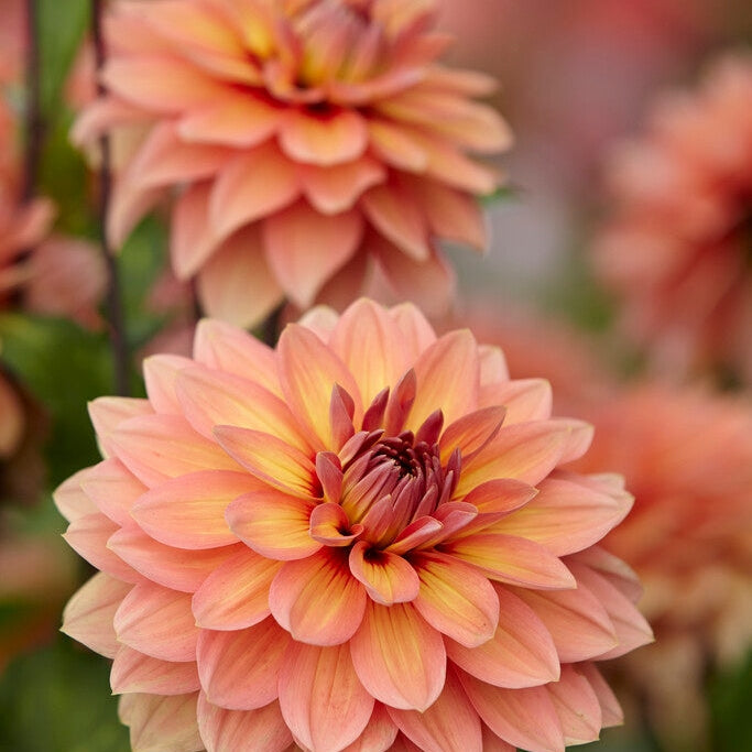 Dahlia Dekorativ Nicholas 1-pak
