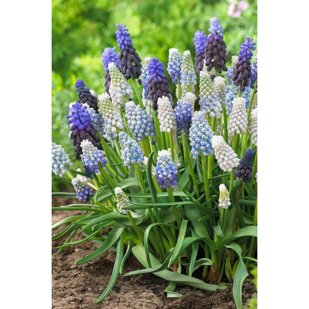 Armeniaperleblomst - Muscari armeniacum 'Mixed' 20-pakning