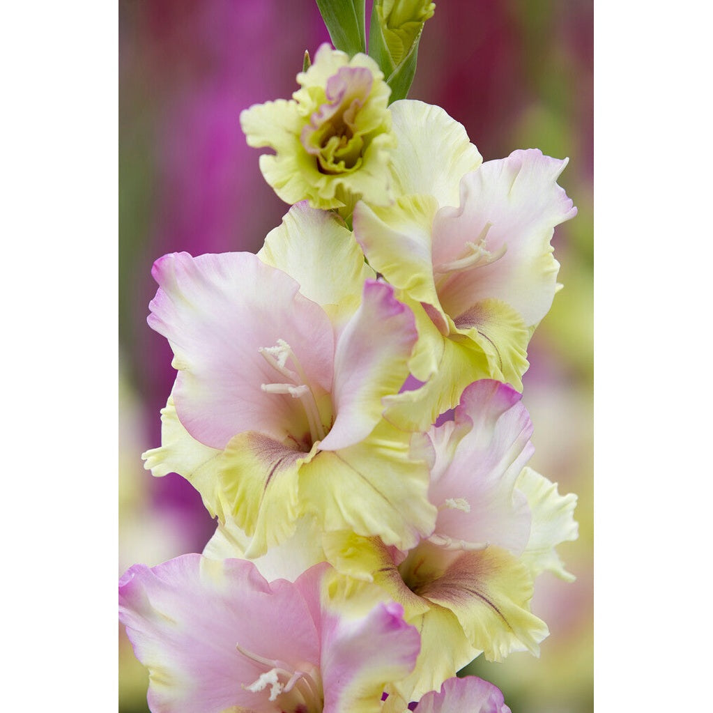 Gladiolus Mon Amour 10-pakning