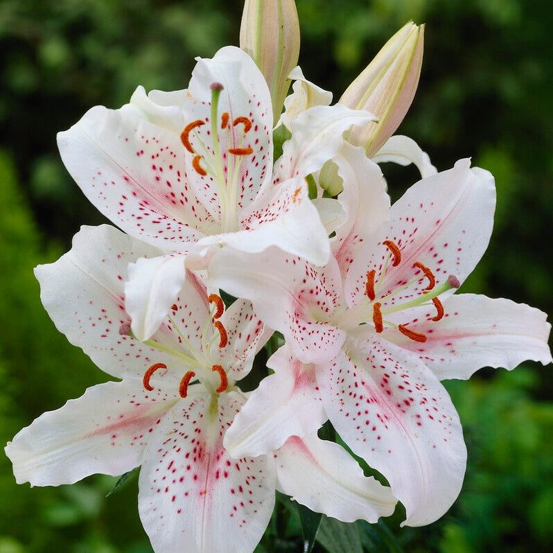 Orientalsk lilje-Lilium Oriental Muscadet 2-pak
