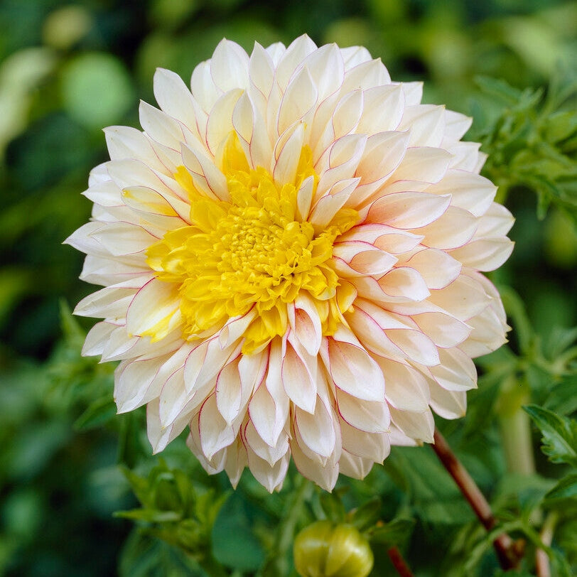 Dahlia Anemone Polka 1-pakke