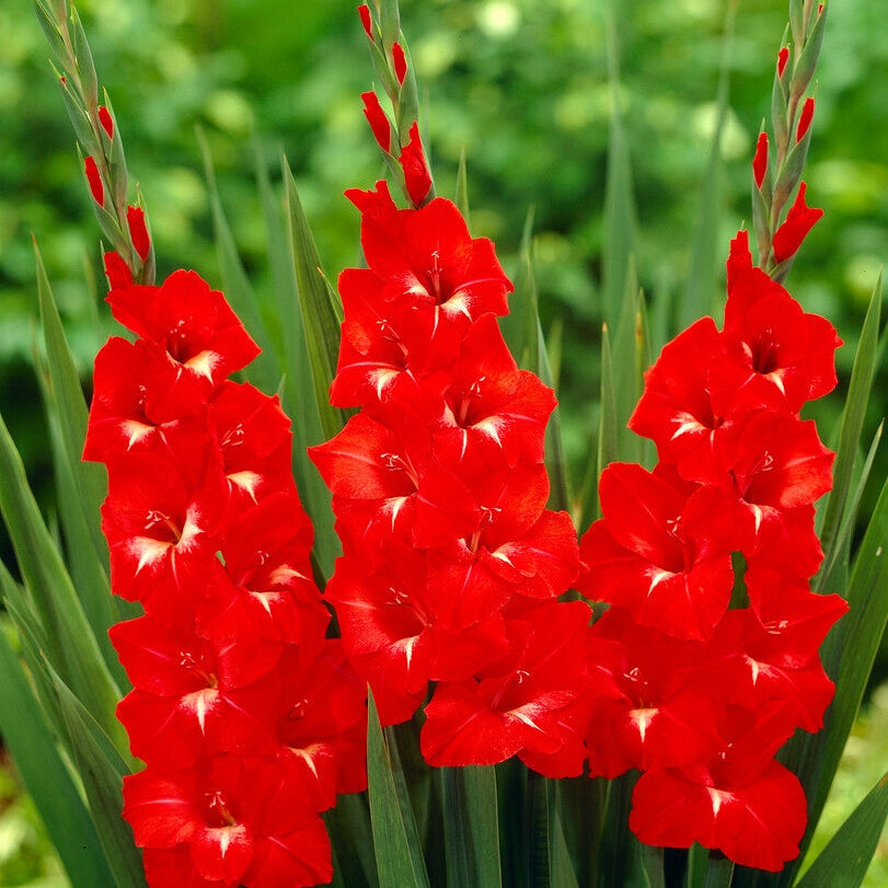 Gladiolus Traderhorn 10-pakning