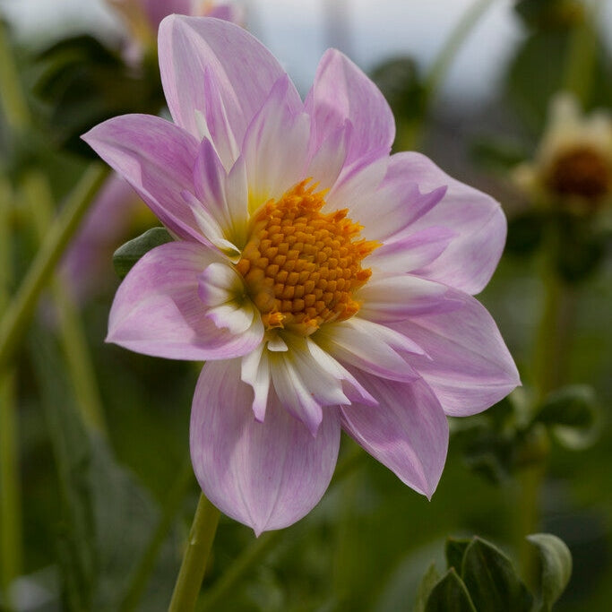 Dahlia Anemone Teesbrooke Audrey 1-pakke