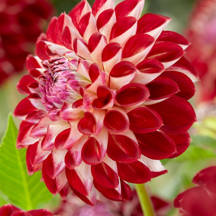 Dahlia Pompon Jowey Joshua 1-pakning
