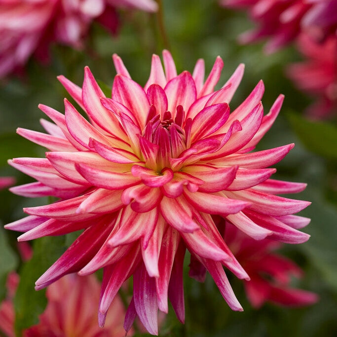 Dahlia Dekorativ Pinkie Swear 1-pak