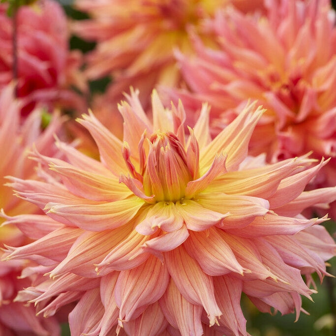 Dahlia Dekorativ Omega 1-pakning