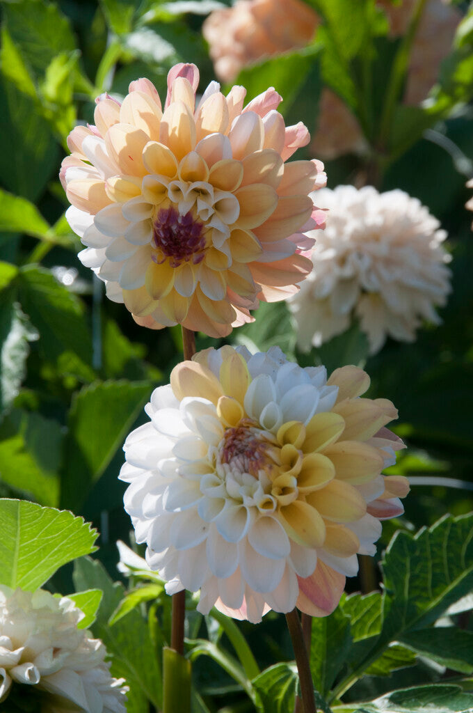 Dahlia Dekorativ Double Jill 1-pack