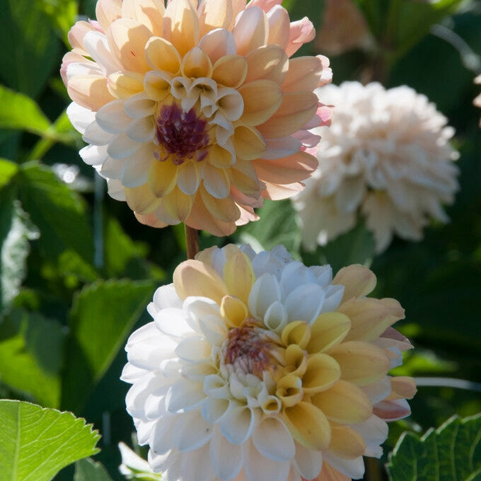 Dahlia Dekorativ Double Jill 1-pak