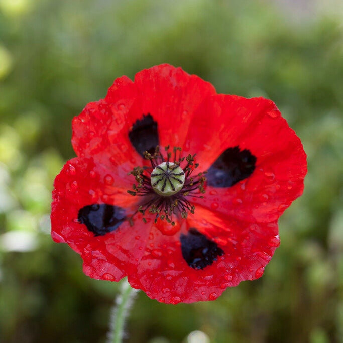 Valmue-Papaver 'Ladybird' 1-pakning