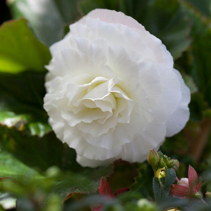 Begonia Double White 3-pakning