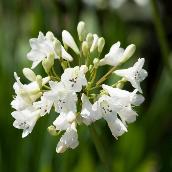 Afrikas blå lilje-Agapanthus White 1-pakke