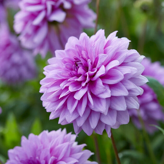 Dahlia Dekorativ Blue Boy 1-pak