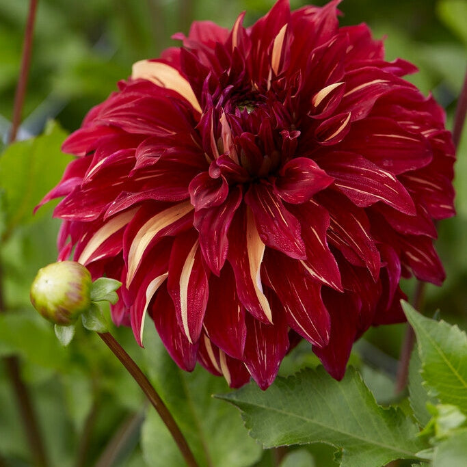 Dahlia Dekorativ Bohemian Spartacus 1-pakning