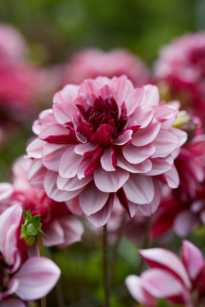 Dahlia Dekorativ Creme de Cassis