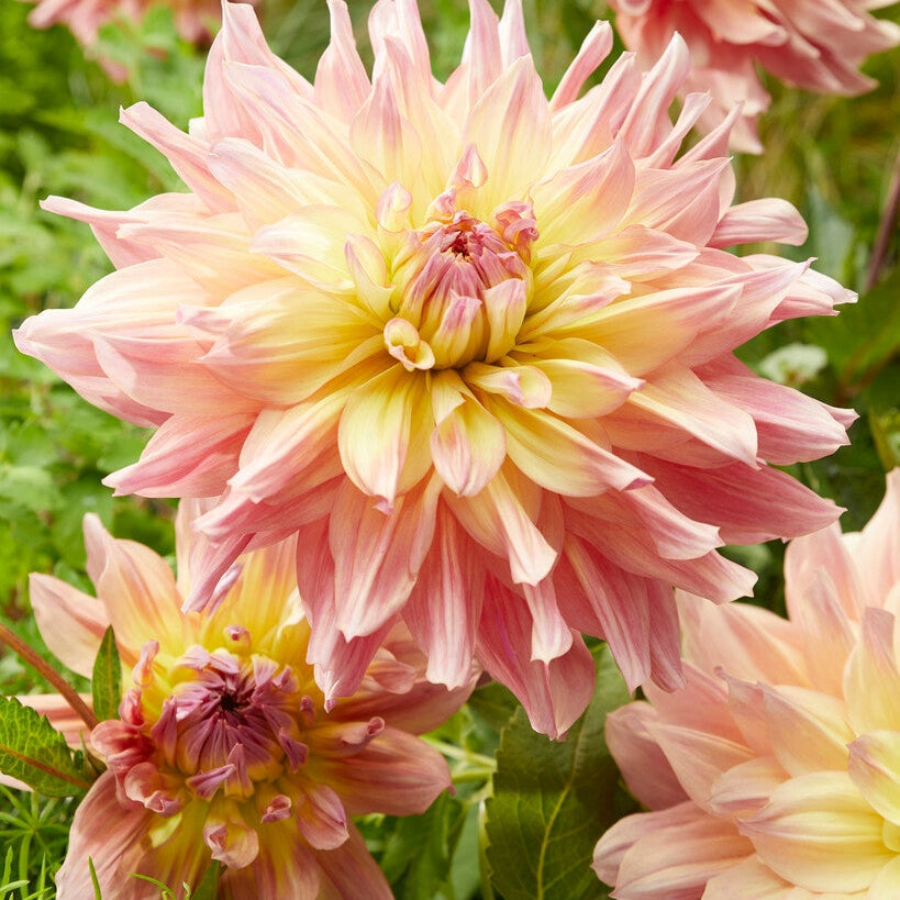 Dahlia Deorative Pasadoble Dancer 1-pakke