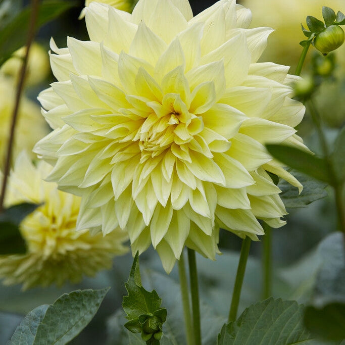 Dahlia Dekorativ Kelvin Flomlys 1-pakning