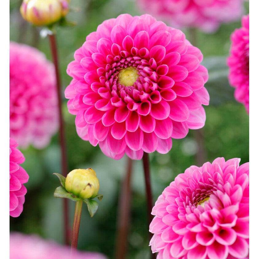 Dahlia Happy Hour Ball 1-pak NYHET