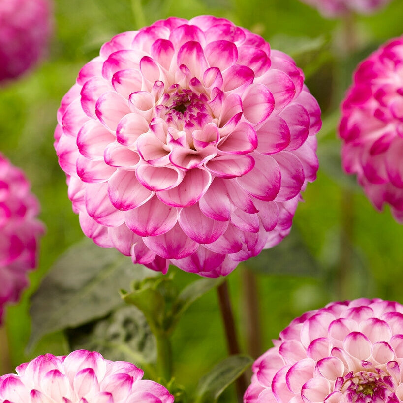 Dahlia Boll Genova 1-pack