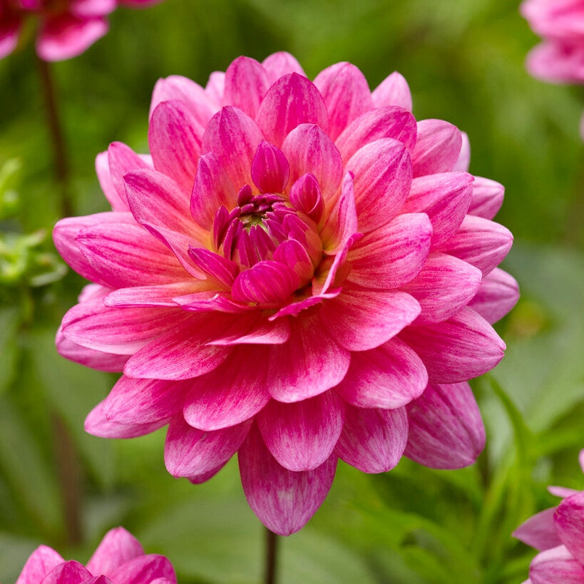 Dahlia Dekorativ Dutch Silence 1-pakke