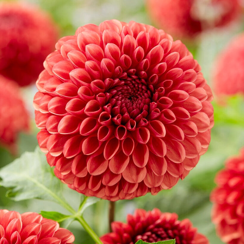 Dahlia Boll Copper Boy 1-pak