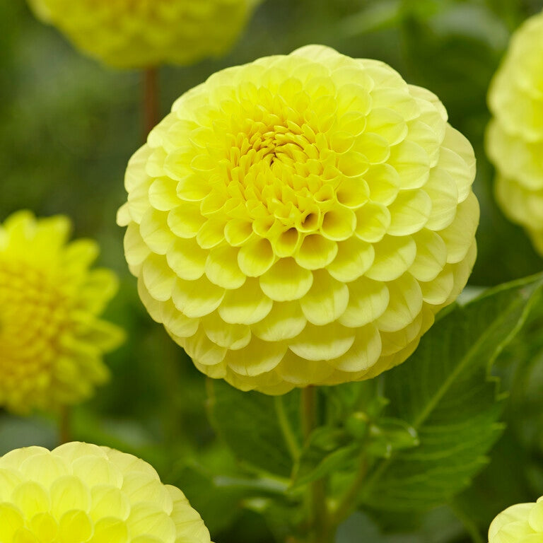 Dahlia Boll Golden Torch 1-pakke