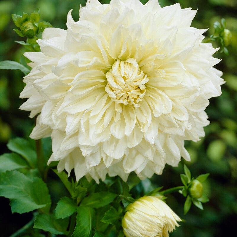 Dahlia Dekorativ White Perfection 1-pakning