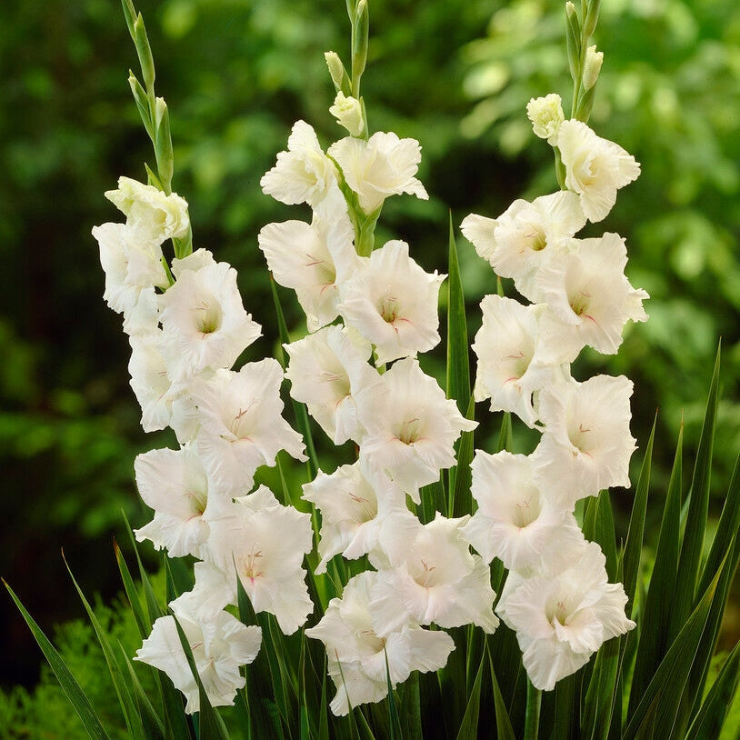 Gladiolus White Glory 10-pakning