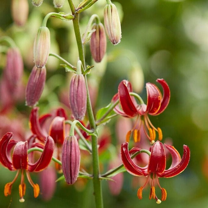 Kranslilje - Lilium martagon 'Claude Shride' 1-pakning