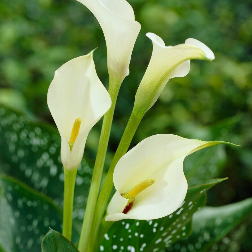 Zantedeschia Albomuculata 1-pakke