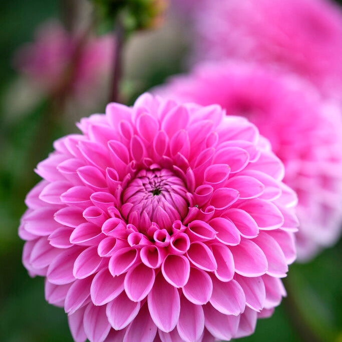 Dahlia Boll Sandra 1-pakning