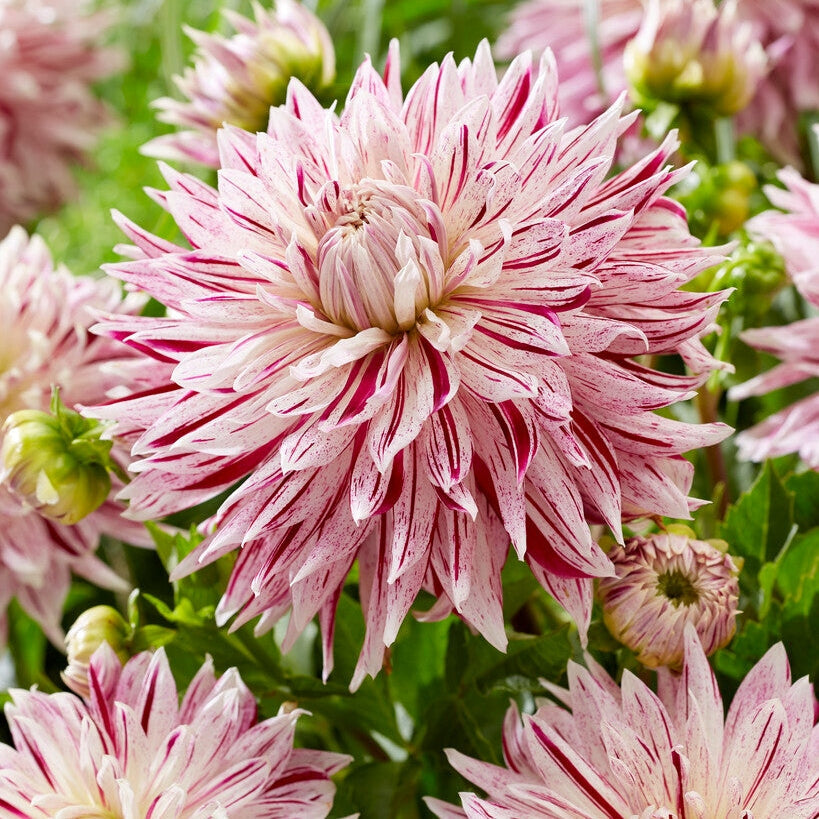 Dahlia Dekorativ Avignon 1-pakning