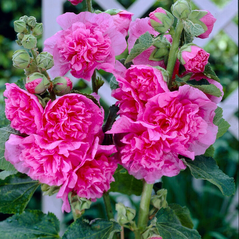 Stockrose-Alcea Pink 1-pakning