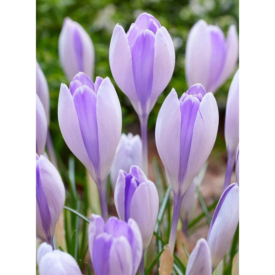 Vårkrokus-Crocus Vernus 'Vanguard' 10-pakning
