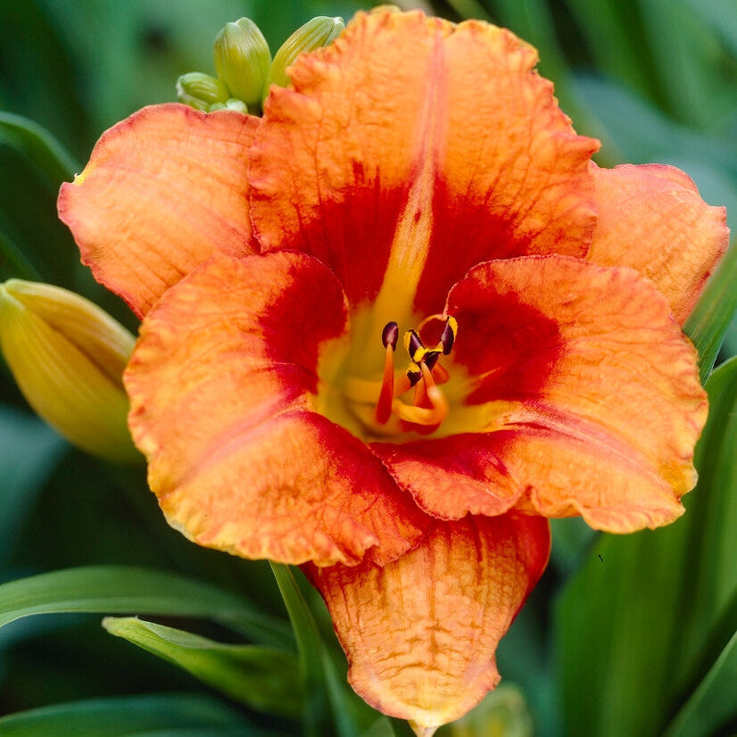 Daglilje-Hemerocallis Tigger 1-pakning