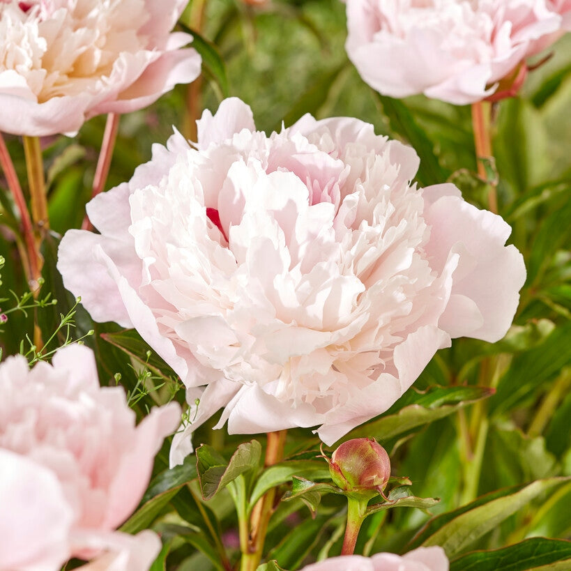 Pion-Paeonia Immaculee 1-pakning