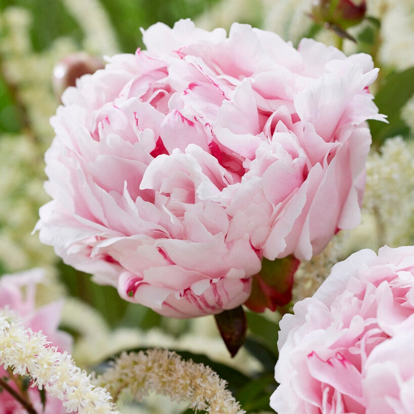 Pion-Paeonia Sarah Bernhardt 1-pakke