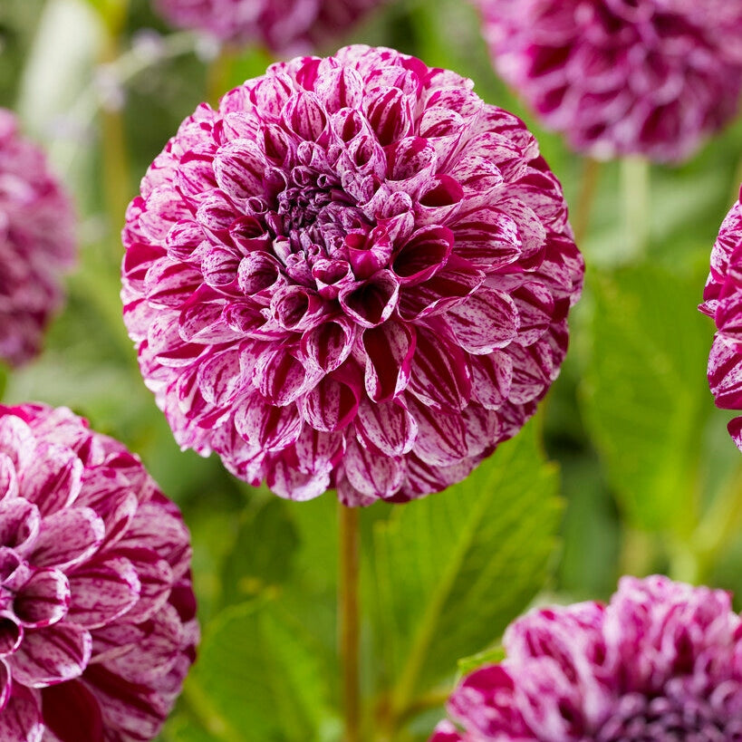 Dahlia Pompon Marble Ball 1-pakke
