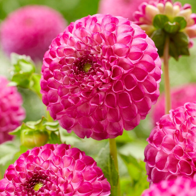 Dahlia Pompon Zippity Do Da 1-pakning