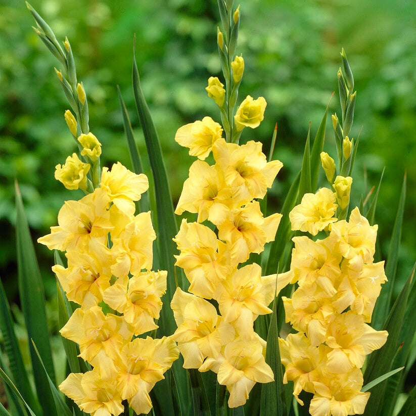 Gladiolus Nova Lux 10-pakning