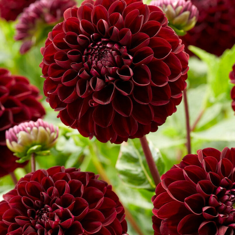 Dahlia Pompon Dark Spirit 1-pakke
