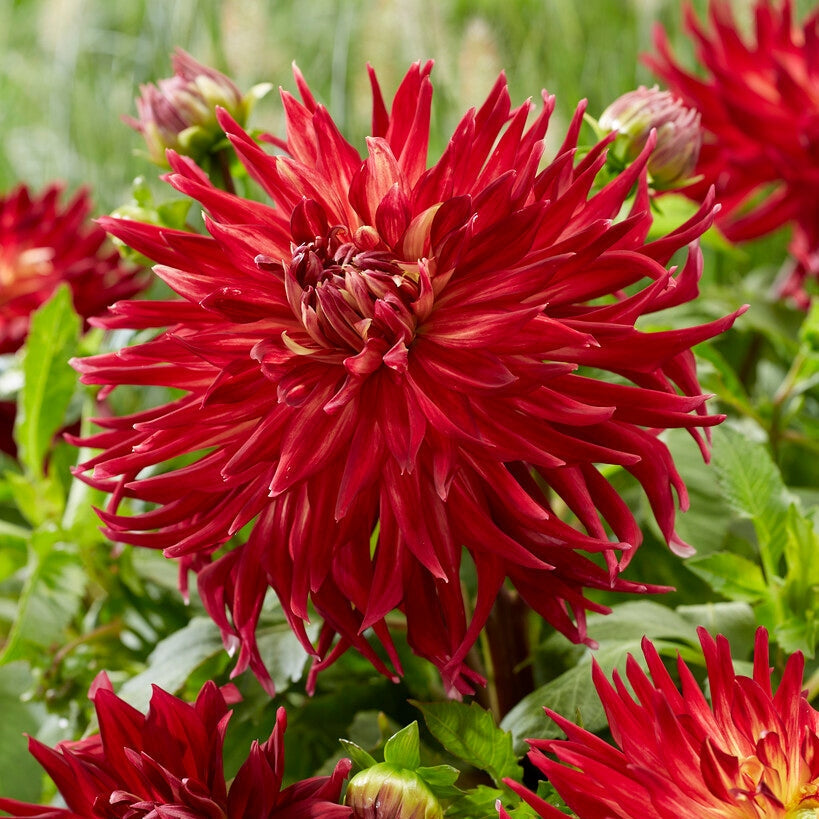 Dahlia Dekorativ Manhattan Island 1-pakning